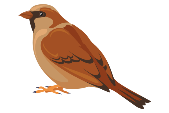 Sparrow Color Icon: Graphics & Illustrations